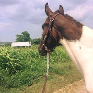 Meet your Posher, Lindsey